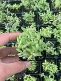 String of Dolphins in 2 inch Nursery Planter, Live Succulent Plant Fully Rooted in Pots with Soil, Rare House Plant for Home Office Wedding Decoration DIY Projects Party(1pc)