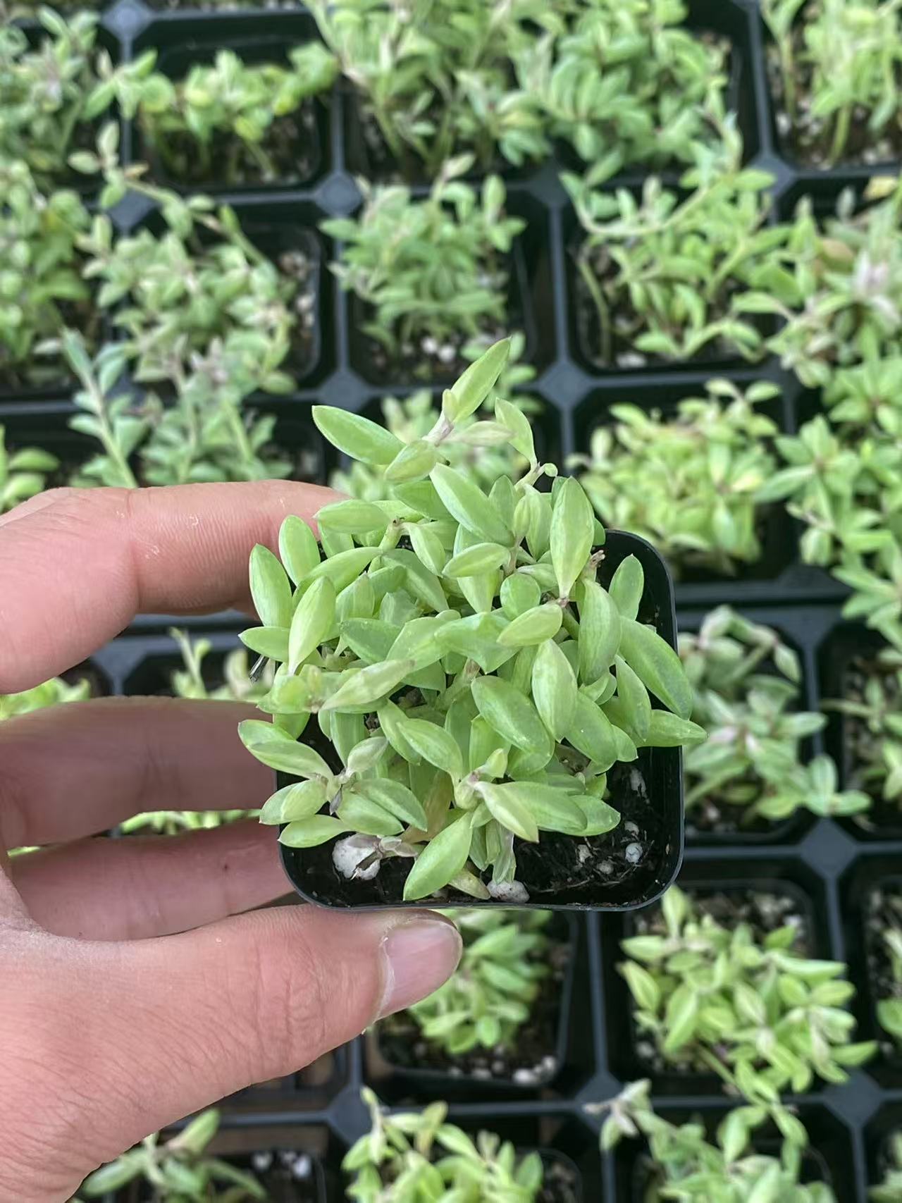 String of Dolphins in 2 inch Nursery Planter, Live Succulent Plant Fully Rooted in Pots with Soil, Rare House Plant for Home Office Wedding Decoration DIY Projects Party(1pc)