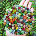 50/300/600 pcs Rare Beautiful Mixed Mini Succulents Seeds for Planting, DIY Bonsai Ornamental Plant(50 Seeds)