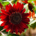 20/100/200 Tall Sunflower Seeds: Red  Orange Non-GMO Heirloom Flower(20 Seeds)