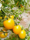 Sow Right Seeds - Yellow Brandywine Tomato Seeds for Planting - Non-GMO Heirloom Packet with Instructions to Plant a Home Vegetable Garden - Sunny Yellow Slicer with Sweet Flavor - Indeterminate(3pcs)