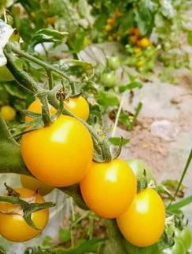 Sow Right Seeds - Yellow Brandywine Tomato Seeds for Planting - Non-GMO Heirloom Packet with Instructions to Plant a Home Vegetable Garden - Sunny Yellow Slicer with Sweet Flavor - Indeterminate(3pcs)