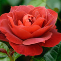 2/10/20 Seeds | Hot Cocoa Floribunda Rose Seeds - Perennial -Authentic Seeds-Flowers -Organic. Non GMO -Mix Seeds for Plant(2 Seeds)
