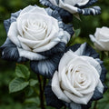 Rare Black Ink Rose Seeds: Non-GMO Heirloom Variety(2 Seeds)