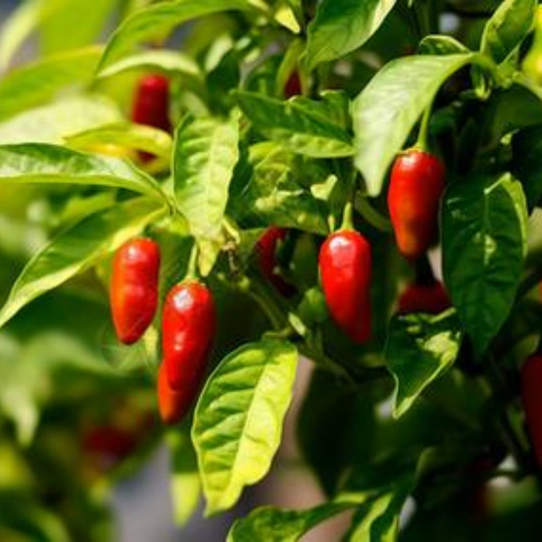 Chile de Arbol Hot Pepper Seeds 6/30/60+ Capsicum Annuum Vegetable NON-GMO(6 Seeds)