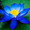 2/10/20 Bright Blue Lotus Seeds – Nelumbo nucifera – Aquatic Perennial Pond Flower – Rare Water Garden Bloom Plant(2 Seeds)