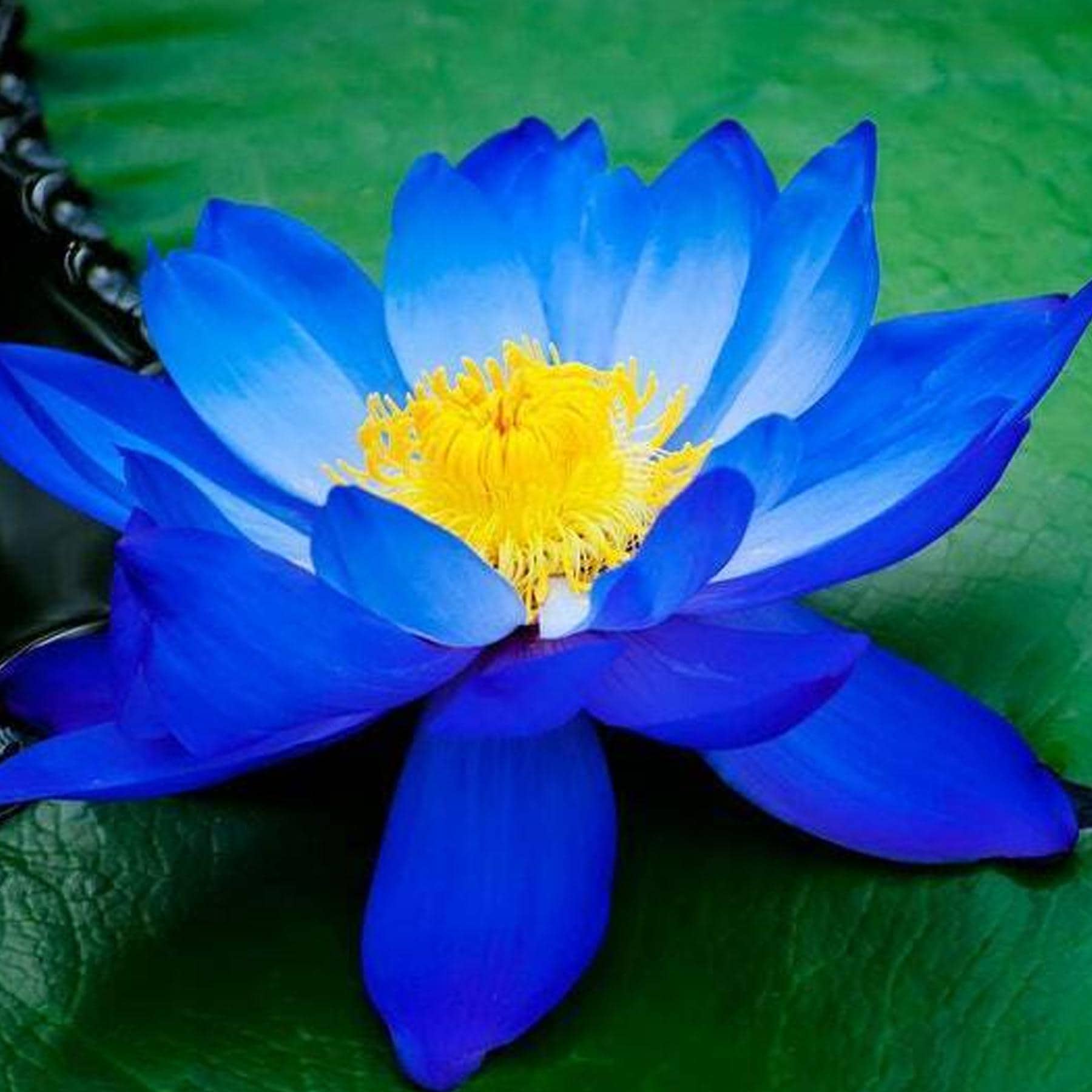 2/10/20 Bright Blue Lotus Seeds – Nelumbo nucifera – Aquatic Perennial Pond Flower – Rare Water Garden Bloom Plant(2 Seeds)