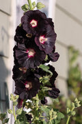 10/50/100 BLACK HOLLYHOCK Alcea Rosea Nigra Flower Seeds(10 Seeds)