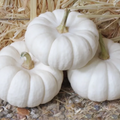 10+ Lumina Pumpkin Seeds.(10 Seeds)