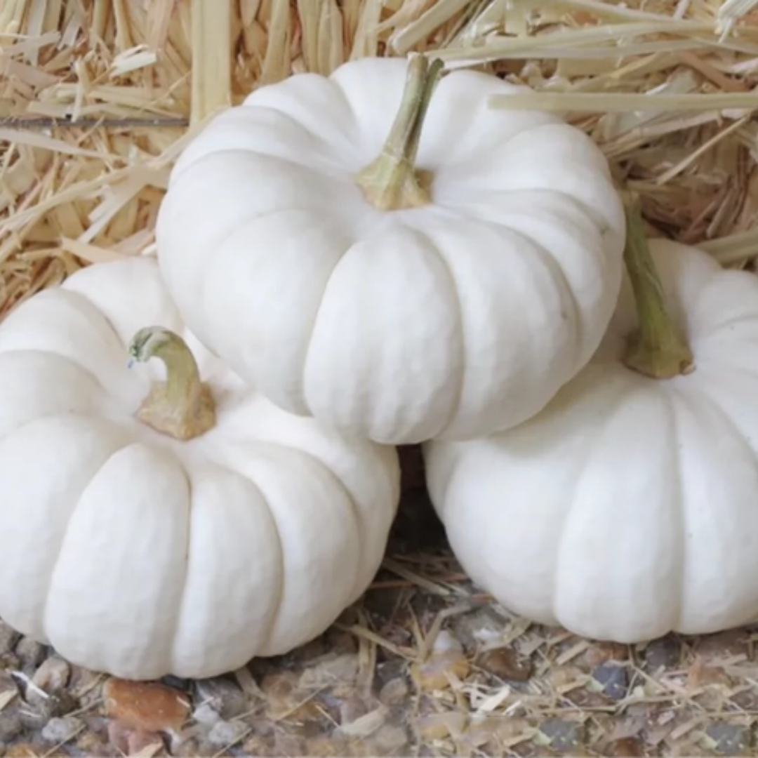 10+ Lumina Pumpkin Seeds.(10 Seeds)