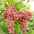 Sweet Organic Red Grape Seeds – 20/100/200+ Non-GMO Seeds for Home Growing – Juicy Fruit Vines(20 Seeds)