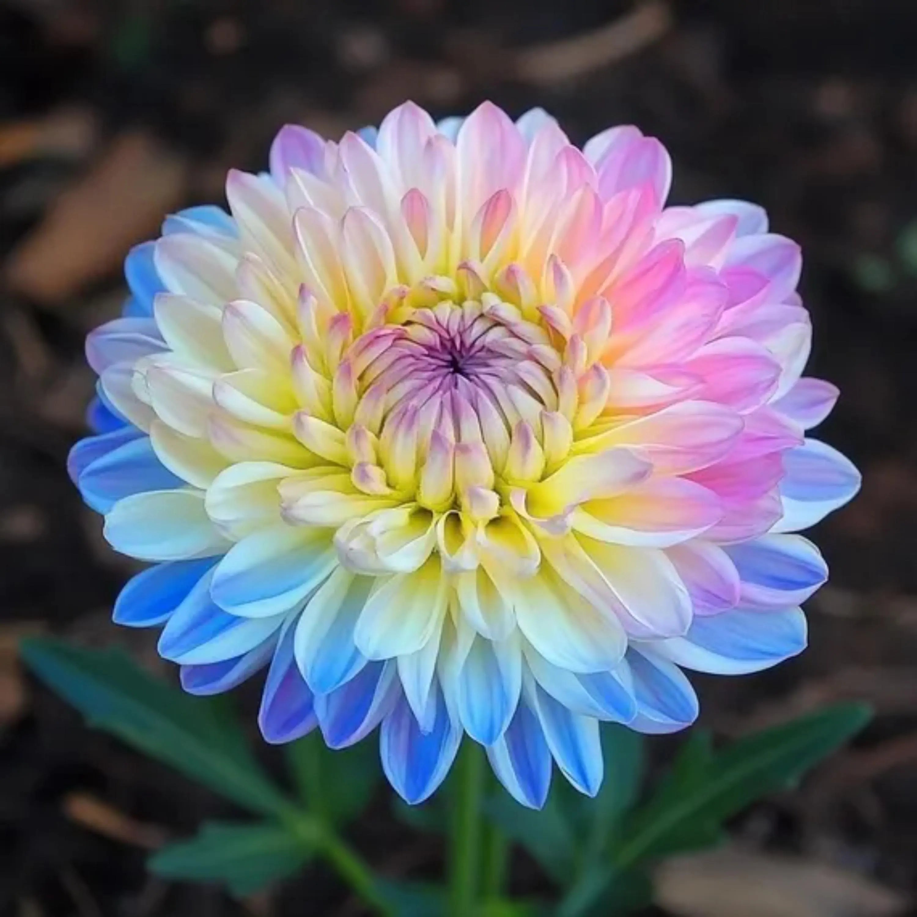 60/300/600+ Rainbow Chrysanthemum Seeds | Perennial Outdoor Garden Flowers(60 Seeds)