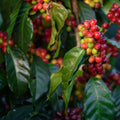 Organic Arabica Coffee Plant Seeds - Costa Rica Variety(5 Seeds)