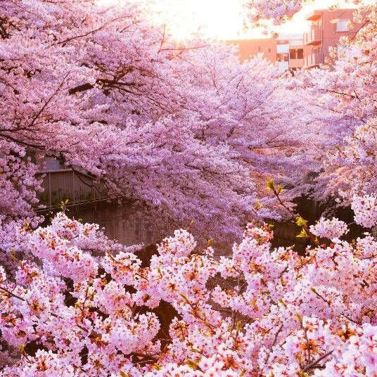 Japanese Flowering Cherry Tree (Prunus Kanzakura) Seeds(1 Seeds)