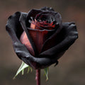 10 PCS Black Rose Seeds – Rare Gothic Romantic Flower for Garden or Bouquet Use(10 Seeds)