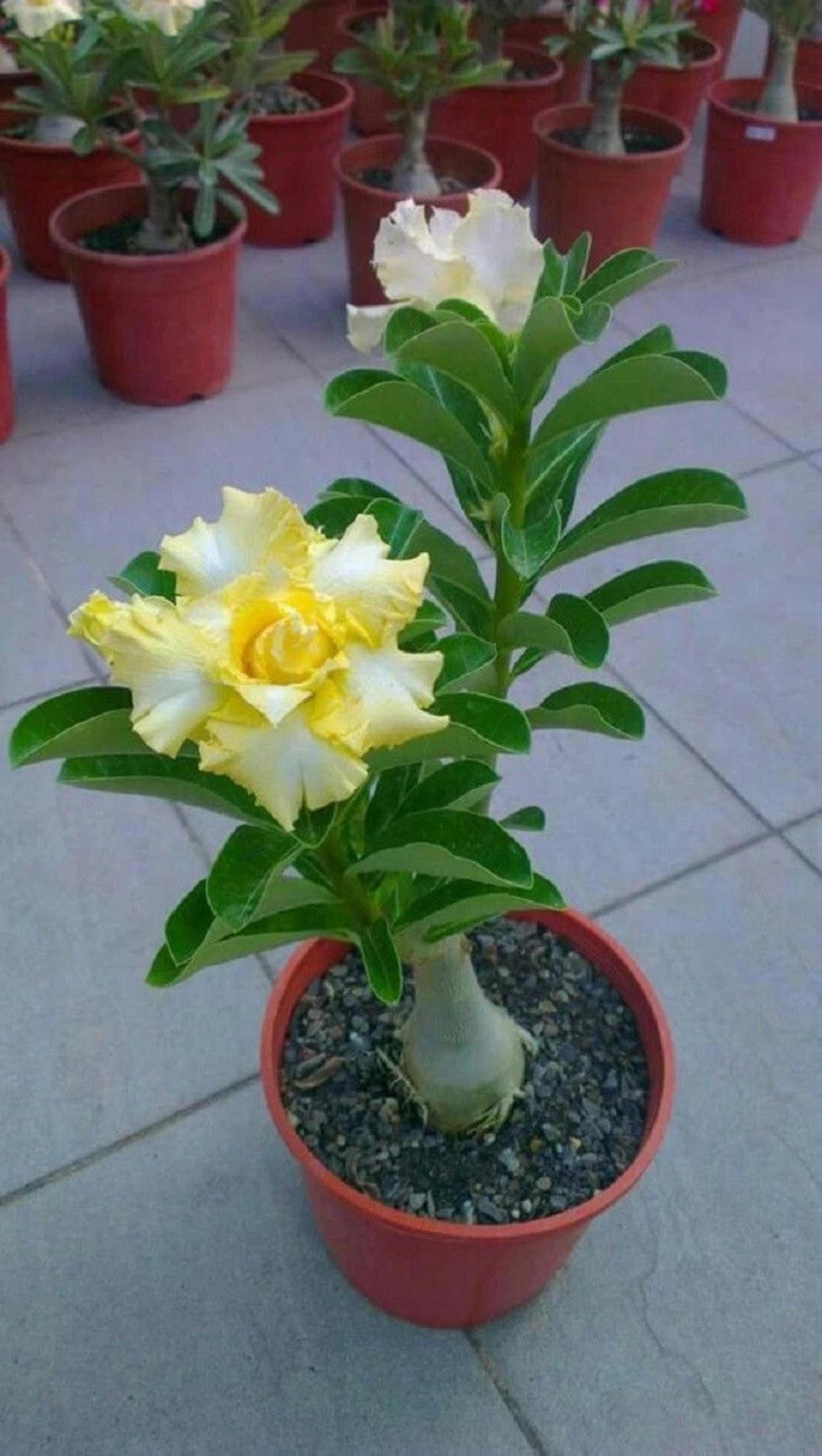 yellow White Desert Rose Seeds – 1/4/8 Rare Adenium(1 Seeds)