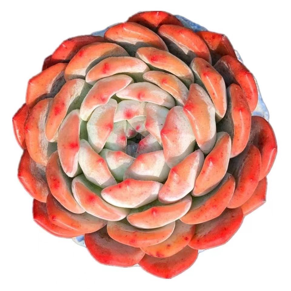 Echeveria 'Orange Monroe'Echeveria Orange Monroe Rare Live Succulent Plants, Pink Live Plant, Excludes Pot  Soil, Garden Indoor Office Desk, Wedding Party Baby Shower Decor, Gift for Plant Enthusiasts(1pc)