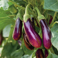Purple Shine Eggplant Seeds: Glossy Hybrid Variety - 20/100/200 Seeds(20 Seeds)