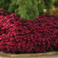 NEW! Sweet Paprika Coleus Seeds, Premium Sun, Indoor, Outdoor, Coleus for Sun or Shade Plant(100 Seeds)