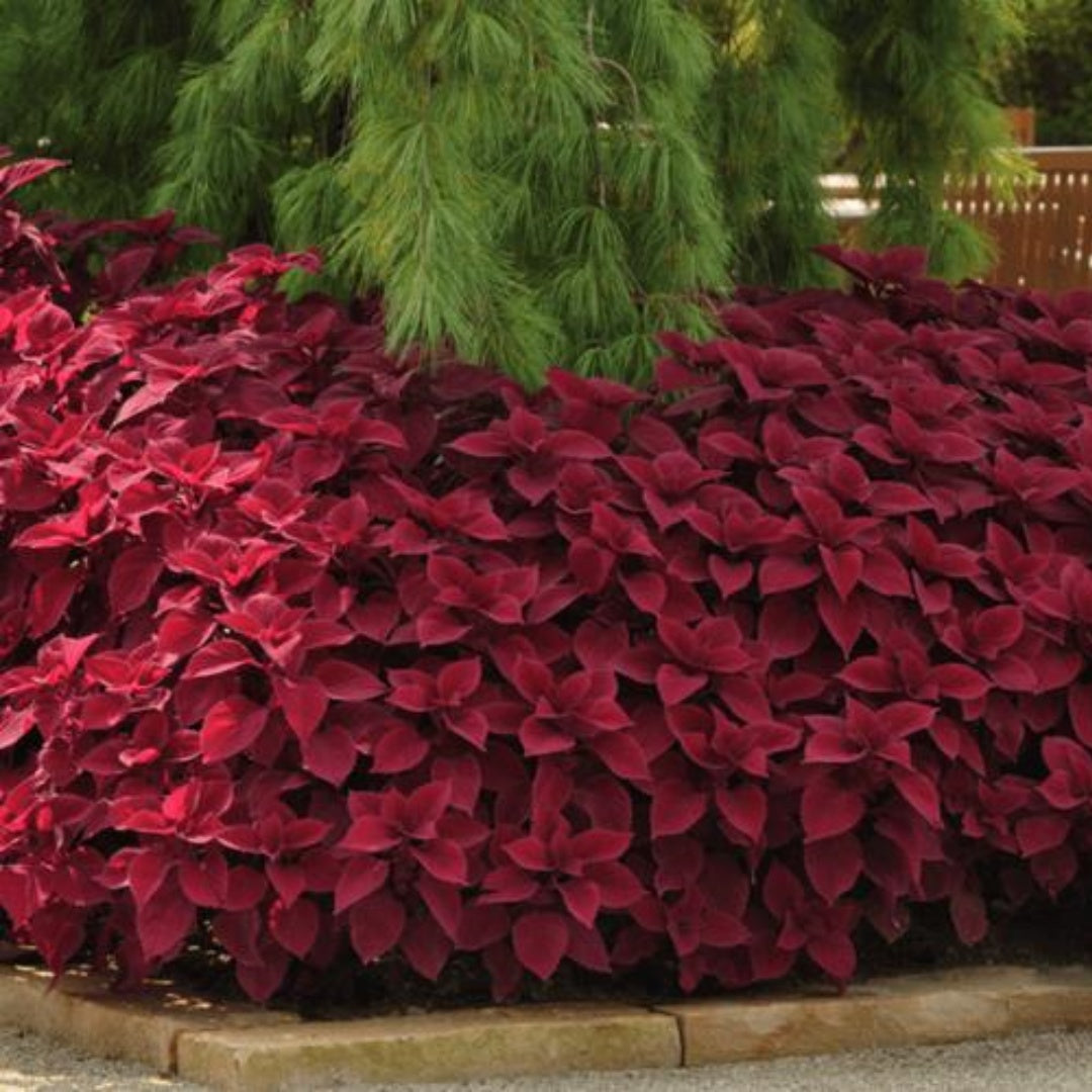 NEW! Sweet Paprika Coleus Seeds, Premium Sun, Indoor, Outdoor, Coleus for Sun or Shade Plant(100 Seeds)