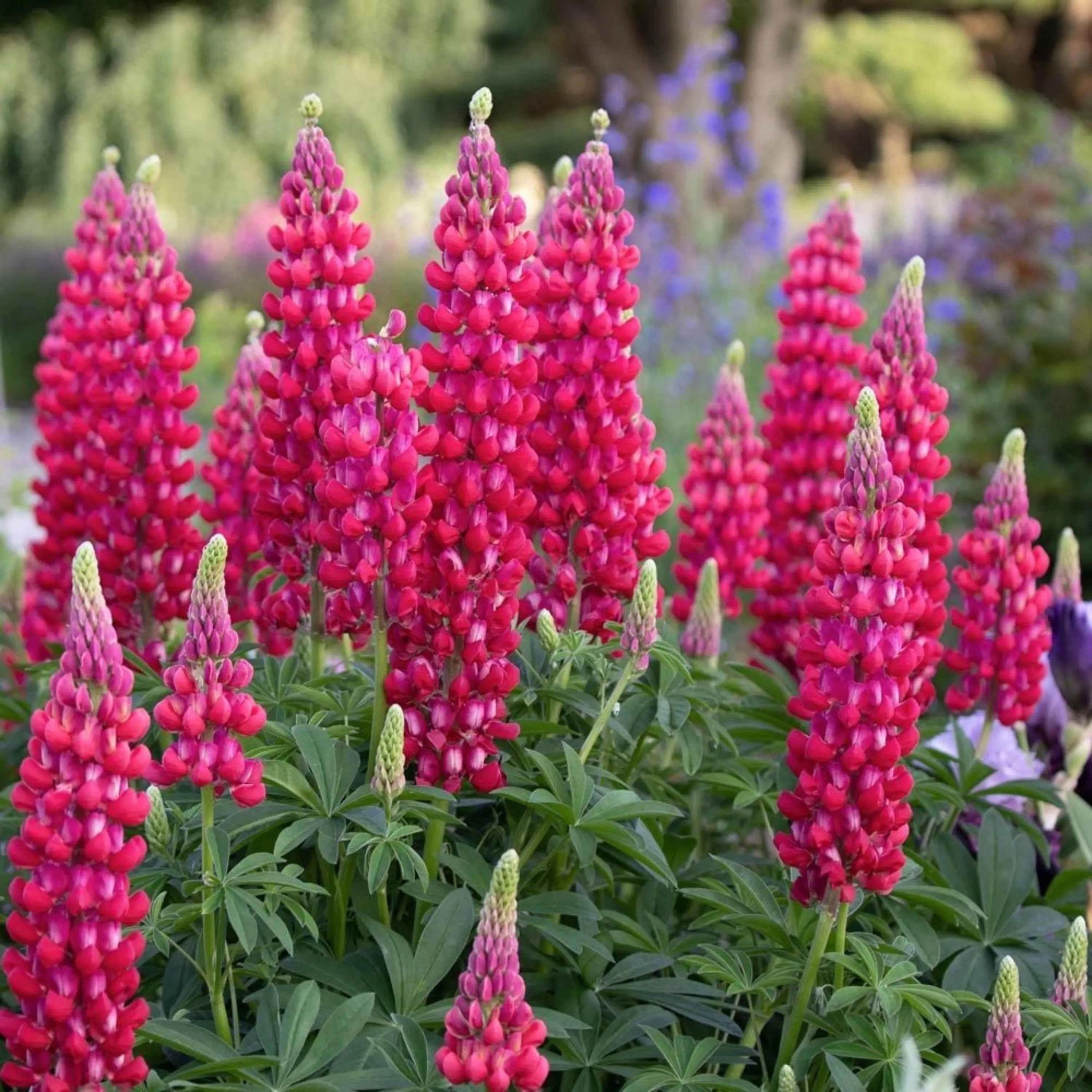 Beefeater Lupine (Lupinus ‘Beefeater’) Seeds - Drought Tolerant - Nitrogen Fixer - Attracts Pollinators - Plant in Spring/Fall(50 Seeds)