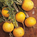 Golden Ball Turnip Seeds 200+ Vegetable Garden Heirloom NON-GMO(200 Seeds)