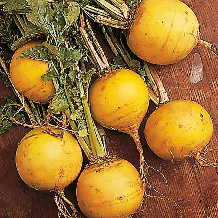 Golden Ball Turnip Seeds 200+ Vegetable Garden Heirloom NON-GMO(200 Seeds)