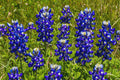 Texas Bluebonnet Lupine Seeds, Texas State Flower, Lone Star Lupine(20 Seeds)