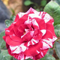 20+|Pink Dragon Rose Seeds , Cold Resistant, Open-Pollinating, Deciduous, Beautiful Blooming Flowers –Planting in Fall/Early Spring(20 Seeds)
