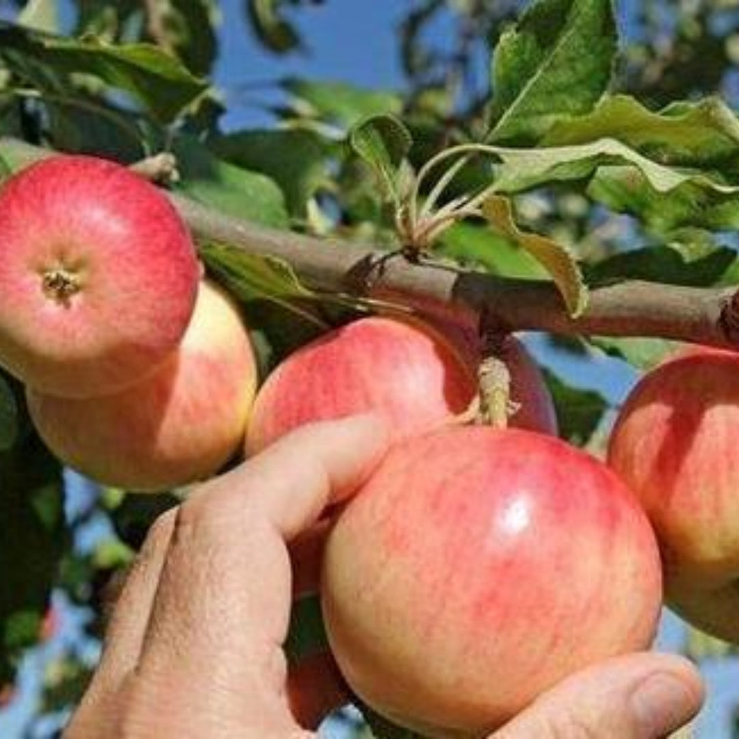 4/20/40pcs Seeds Apple Tree Seeds Mixed Varaieties, Fruit Sweet Delicious(4pcs)