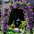 Beautiful Climbing Rose Seeds, 100/500/1000pcs/pack(100 Seeds)