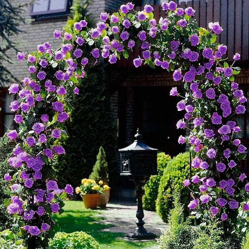Beautiful Climbing Rose Seeds, 100/500/1000pcs/pack(100 Seeds)
