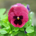 Raspberry Blotch Pansy Swiss Giant Viola Wittrockiana Pink Seeds - Self-Open Pollinating -Draft Resistant - Plant in late Summer/Spring(7 Seeds)
