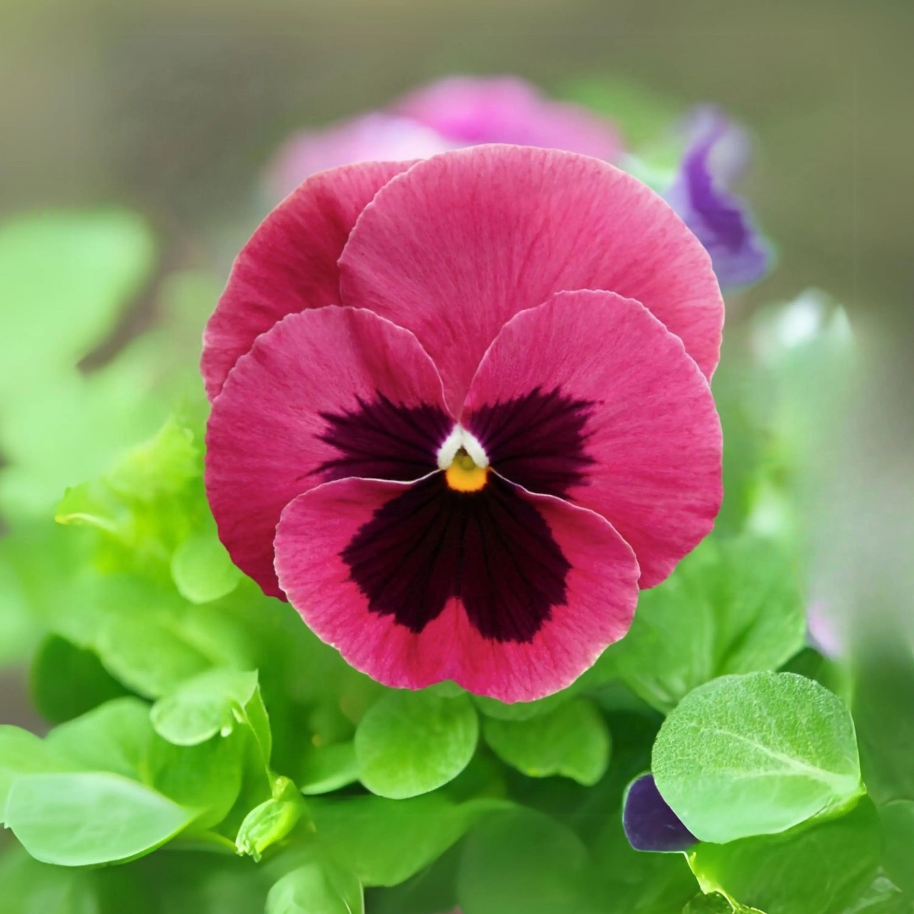 Raspberry Blotch Pansy Swiss Giant Viola Wittrockiana Pink Seeds - Self-Open Pollinating -Draft Resistant - Plant in late Summer/Spring(7 Seeds)
