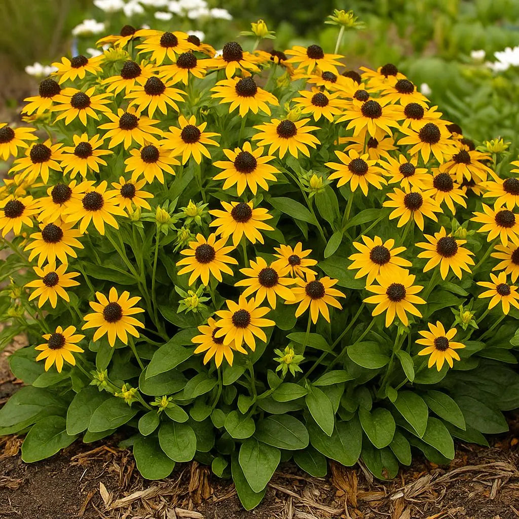 200 Little Goldstar Rudbeckia Seeds: Pollinator-Friendly Black Eyed Susans(200 Seeds)