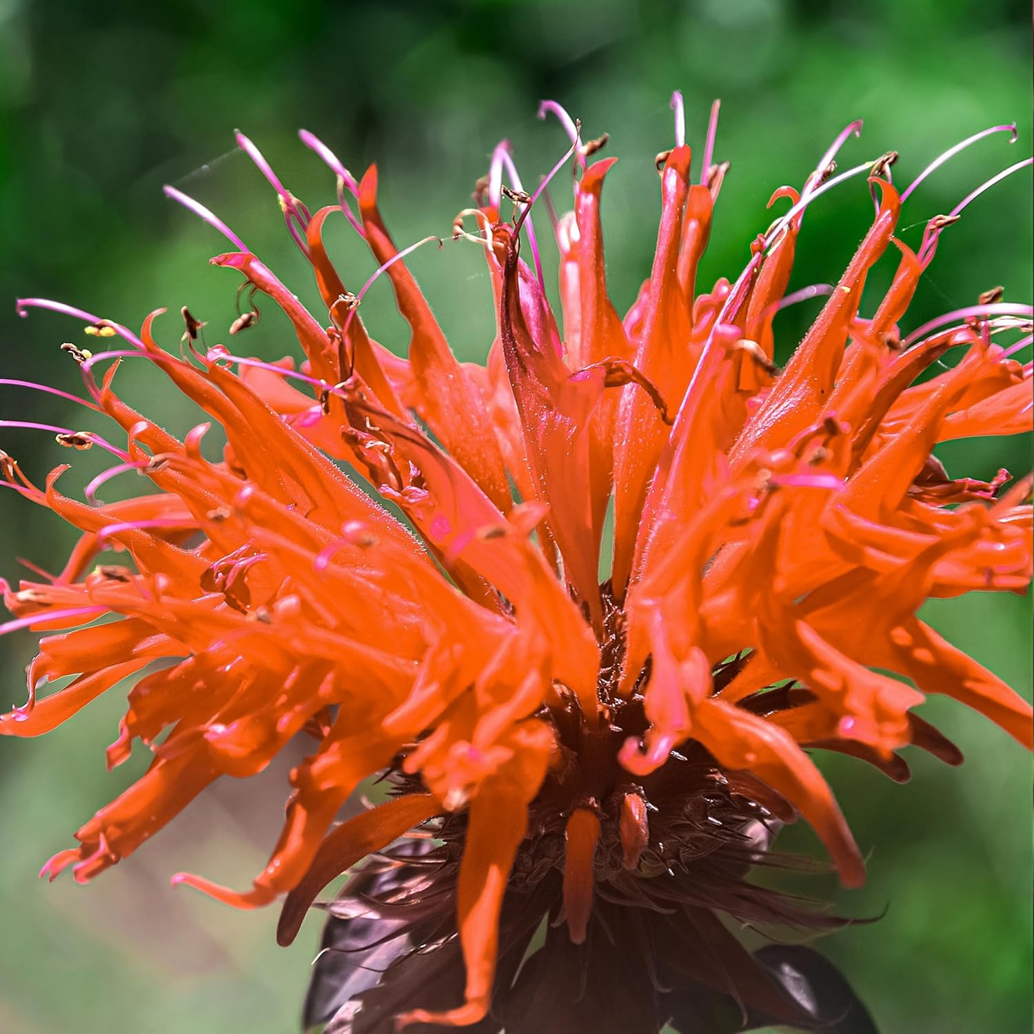 600 Orange Bee Balm Flower Seeds for Planting (Monarda Didyma) Heirloom Seeds, Perennial Bee Balm Plant Seed - Pollinator Seed Mix for Bees, Hummingbirds, and Butterfly Gardens(600 Seeds)