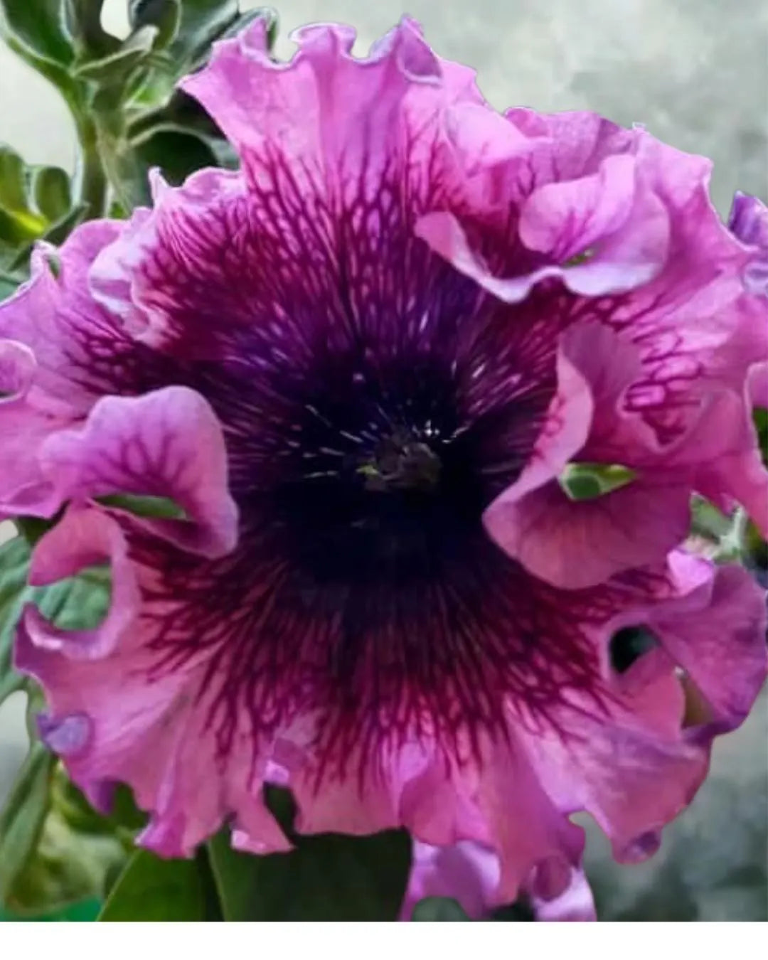 Double Ruffly Petunia Superbissima  Rosea  Seeds(20 Seeds)