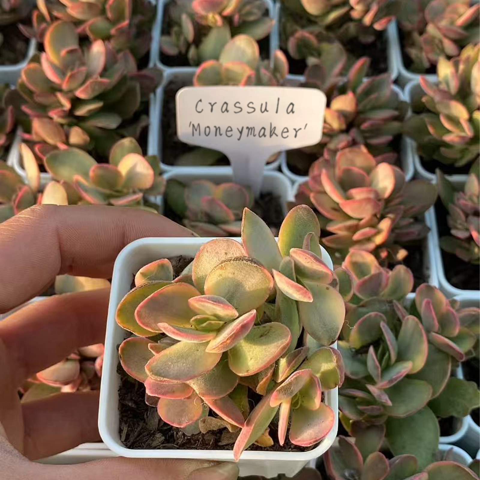 Crassula 'Moneymaker', Live Succulent Plants,Assorted Potted Succulents Plants Live House  in Cacti and Succulent Soil Mix, Cactus  Live Indoor  Houseplants in Planter Pots,Rare Small Indoor House Plants for Home Garden Wedding Decor Party Favor(1pc)