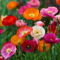 Poppy Seeds – POPPY POWER Mix w/ Perennial Oriental Poppies 200/1000/2000 Seeds | Vibrant, Long-Lasting Blooms for Gardens  Borders(200 Seeds)