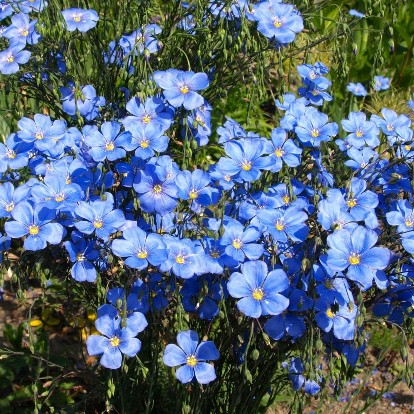 Blue Flax Seeds - 20/100/200 Seeds - for 2025 Planting Linum Perenne Lewis Lavender Sky Blue Prairie Wild Alpine Lint Perennial Garden Wildflower Flower Grow Your Own Home Farm Patio(20pcs)