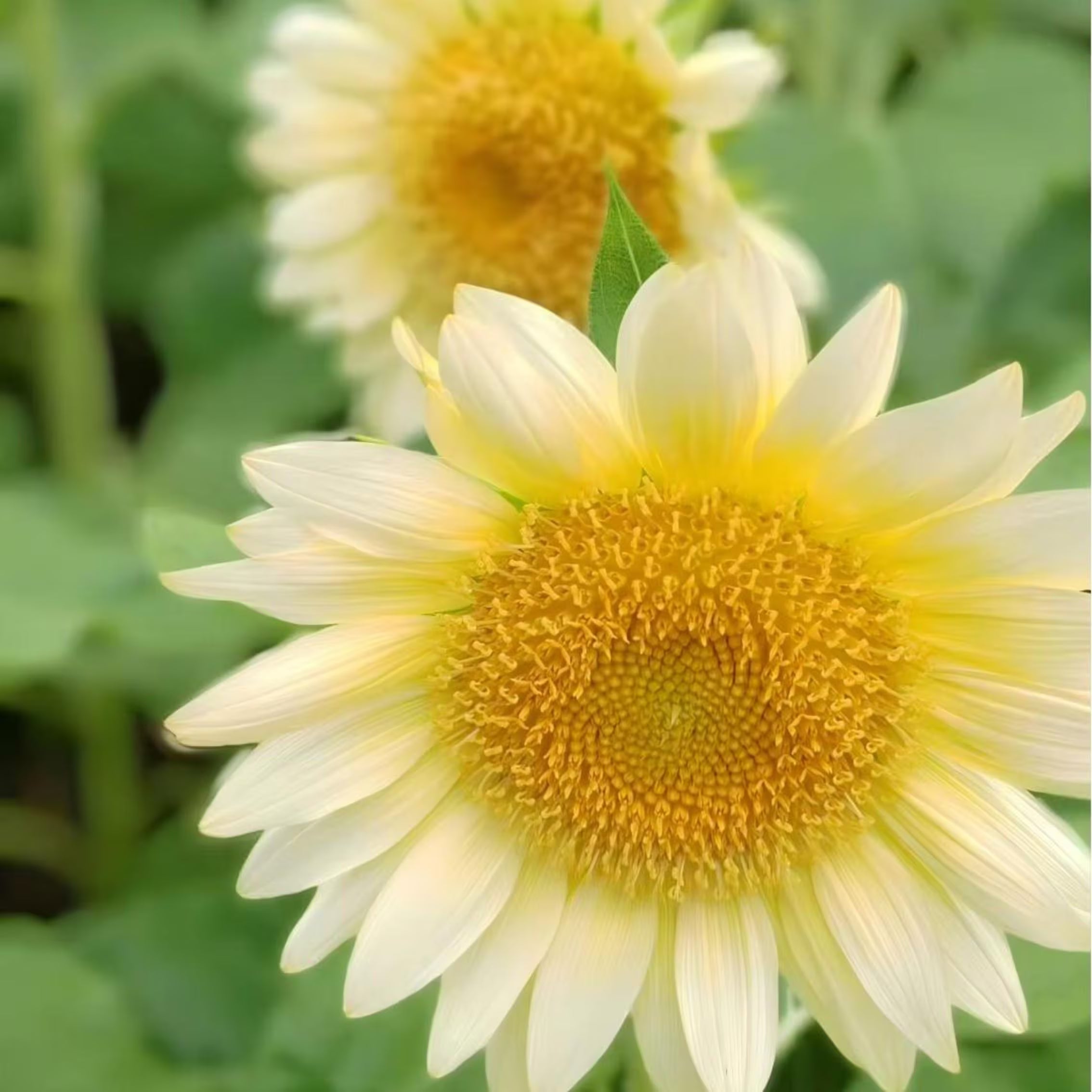 5/25/50pcs Cream Sunflower Seeds - Perfect for Gardens, Pots  Bouquets!(5 Seeds)