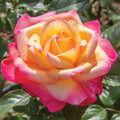 4/20/40+ Seeds| Love  Peace Rose Hybrid Seeds - Flower - Cold Resistant - Open-Pollinating - Perennial - Bloom in Spring/ Summer/ Fall(4 Seeds)