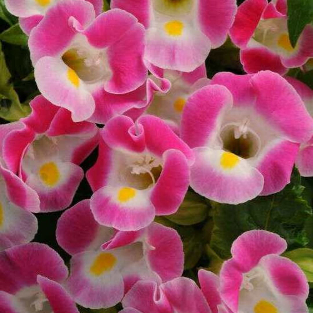 NEW! Rose Kauai Torenia, Wishbone Flower, Torenia Fournieri(6 Seeds)