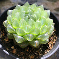 Haworthia cooperi var. Picturata, Live Succulent Plants Rooted in a 2-inch pot, Cute collection of mini succulent plants to inspire, gift, and decorate.Home garden plant, easy to grow.(1pc)