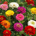 Zinnia Seed Mix, California Giants Flower Seeds | Bright, Giant Blooms | Heirloom  Non-GMO(220 Seeds)