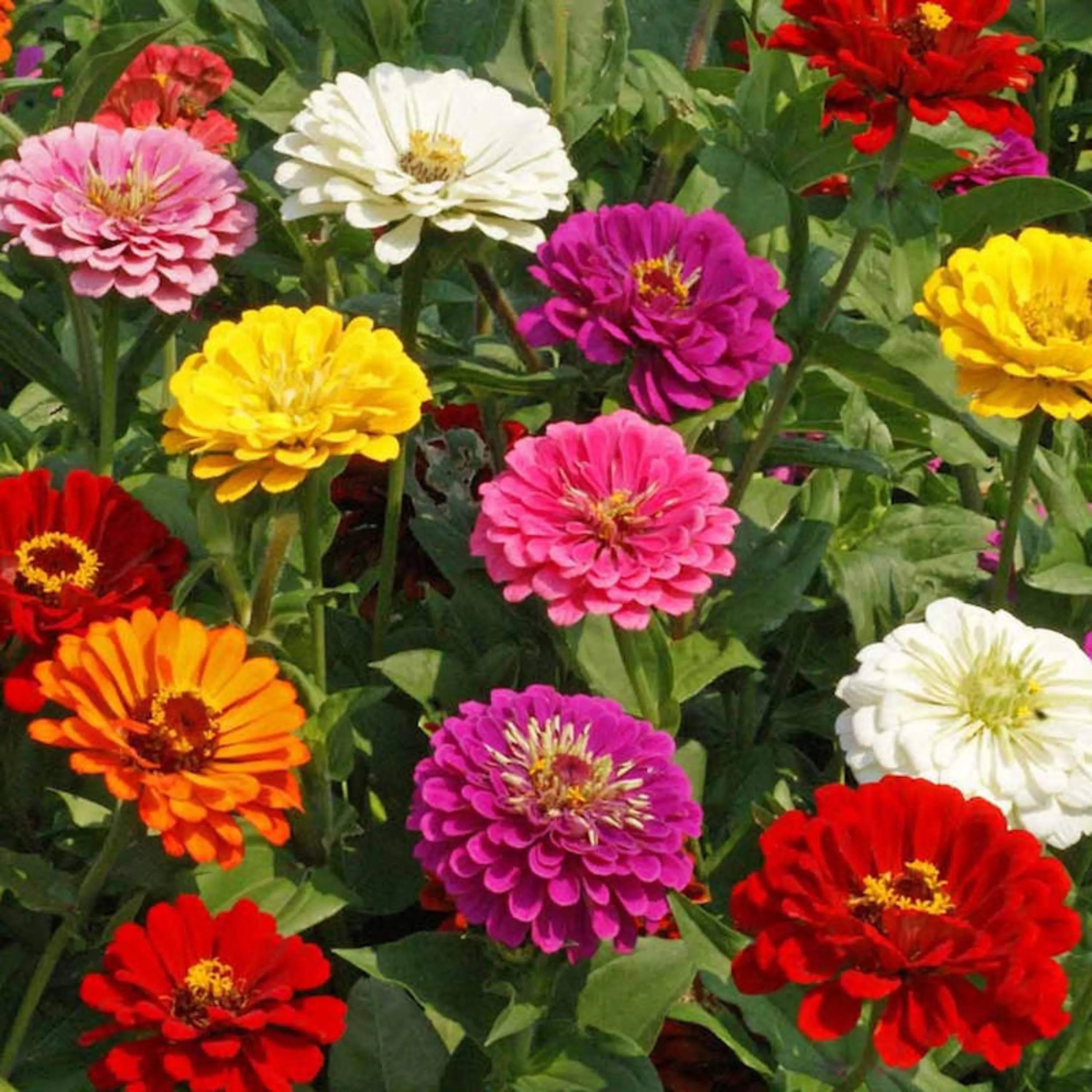 Zinnia Seed Mix, California Giants Flower Seeds | Bright, Giant Blooms | Heirloom  Non-GMO(220 Seeds)