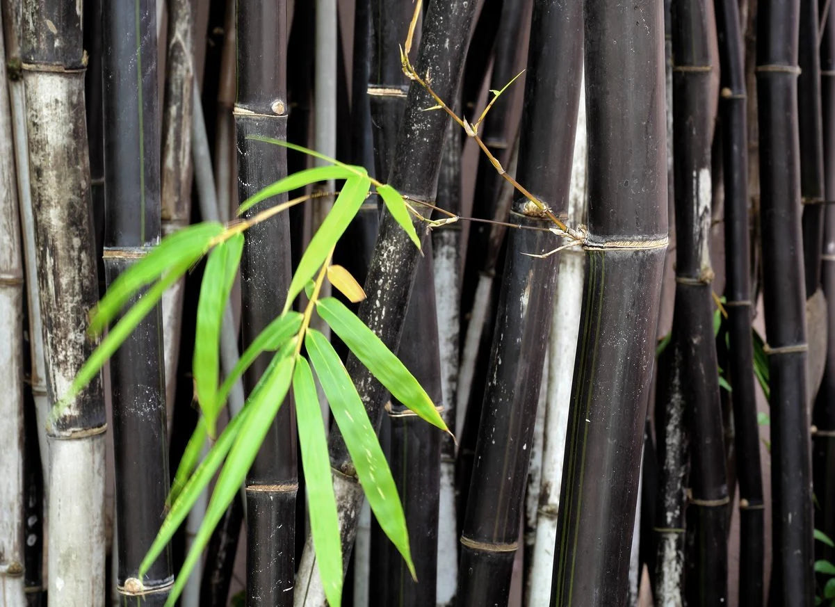 Black Bamboo Plant (Phyllostachys Nigra) Seeds(60 Seeds)