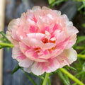 Peach Pink Moss Rose (Portulaca Grandiflora) Seeds - Low Maintenance,Ground Cover, Attracts Pollinators, Plant in Spring/Summer(3 Seeds)