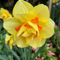 Daffodil Tahiti Seeds. Ship in Fall(20 Seeds)