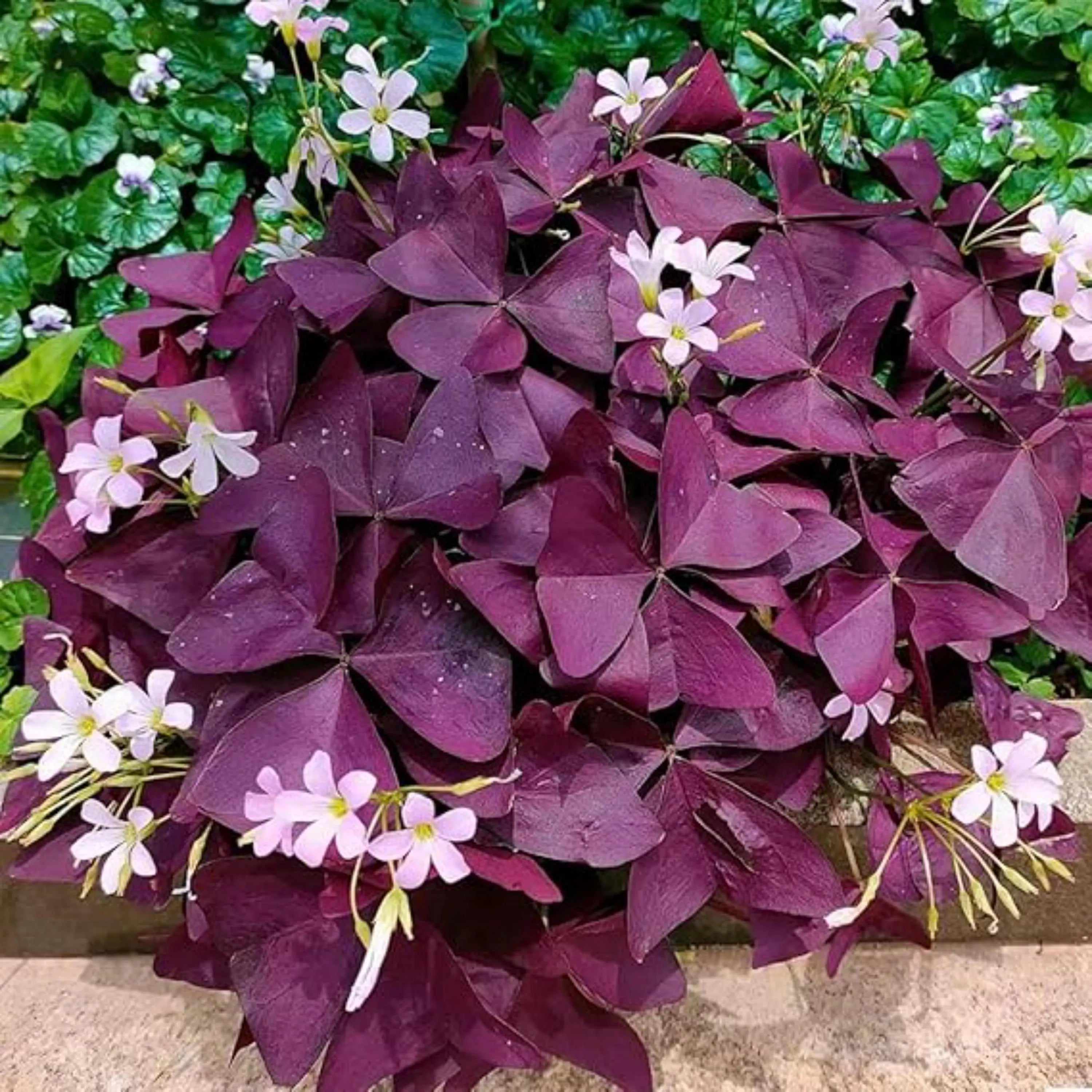 20/100/200 Purple Shamrock Seeds Oxalis Triangularis Lucky Flower Seeds(20 Seeds)
